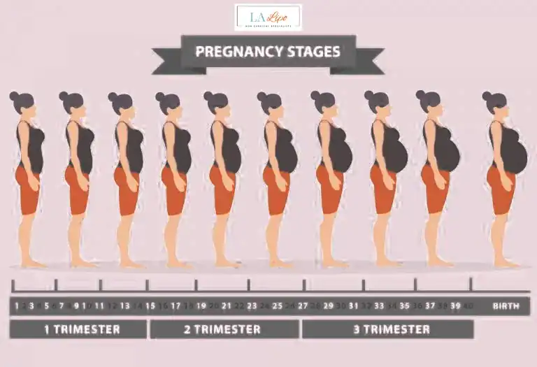 First Trimester (Weeks 1–12): Early Changes You Might Not Notice Enfield Island Village